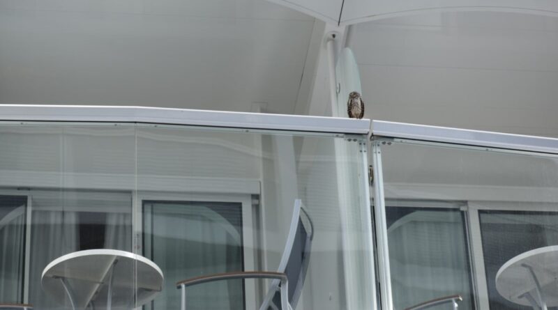 Owl on Royal Caribbean Cruise Ship