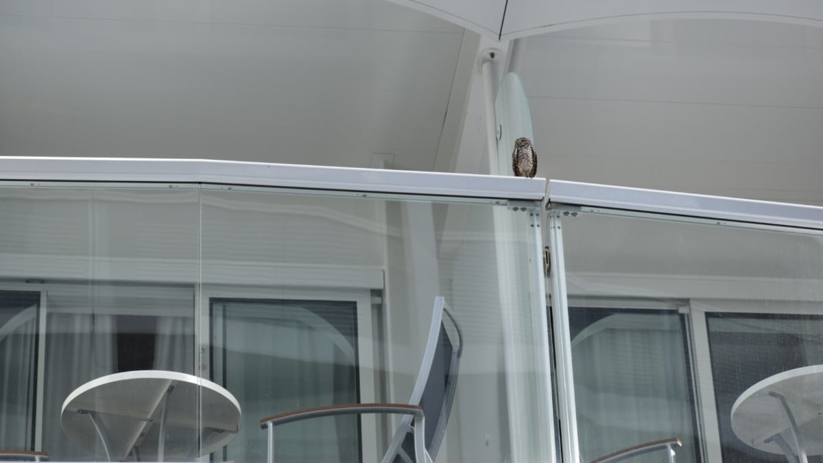 Owl on Royal Caribbean Cruise Ship