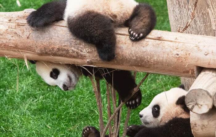 The Adorable Panda Twins Are Melting Hearts On The Internet And People Can't Stop Trying