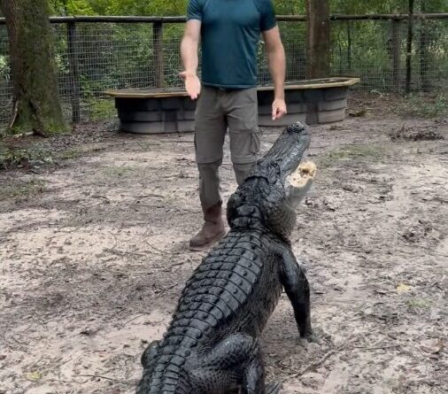 Wildlife expert Christopher Gillette issued an alligator warning ahead of Hurricane Milton