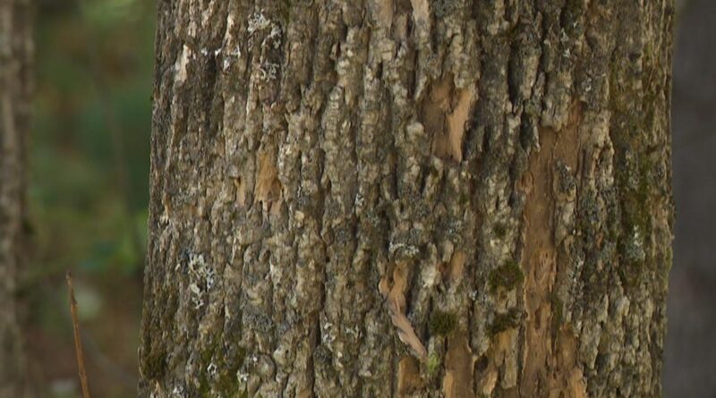 The landscape of Southern Maine is changing as hundreds of ash trees die